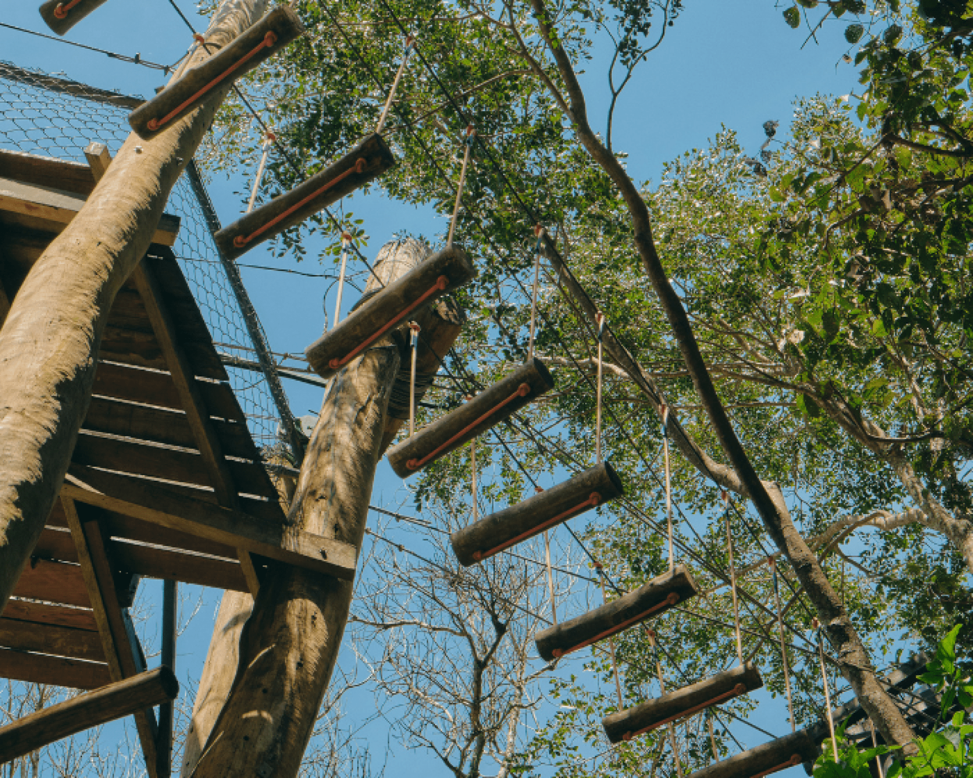Tree Adventure