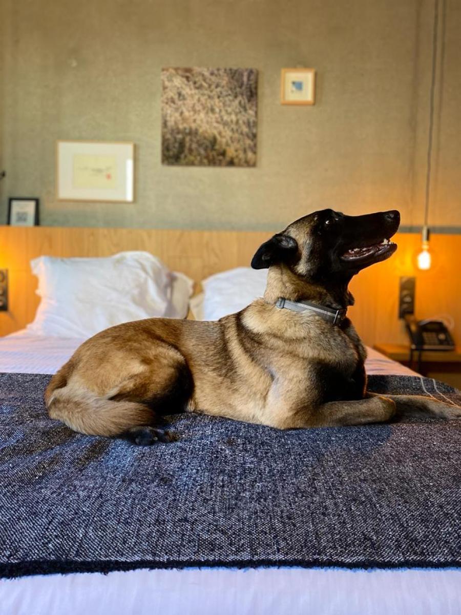 Hotel Le Monêtier - pets